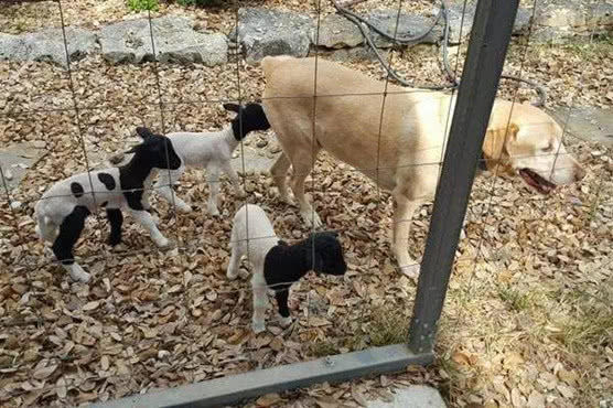 小羊从没见过妈，错认拉布拉多，下一秒狗狗受不了