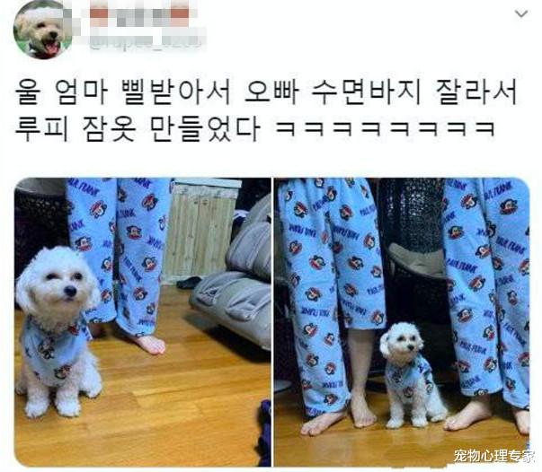 小伙换睡衣发现裤腿少了一截，看到狗顿时苦笑：家庭地位一目了然