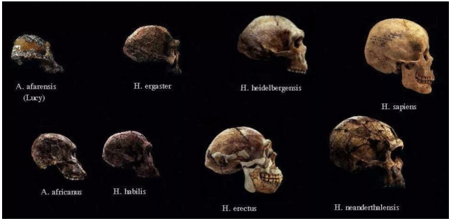 化石:大卫观世界史前史,人类的起源篇,《超体》寡姐接触最老古猿露西