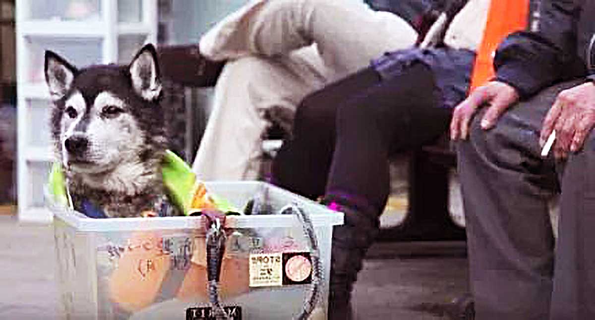 老狗无法行走，80岁老人为它制作“神器”，每天坚持带它出来散步