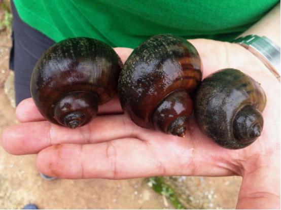 #广东人#中国3个“最成功”入侵物种，没有天敌，连广东人也束手无策