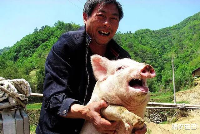 生猪价格|二师兄“步步高升”，17省猪价飘红，能否冲破18元/斤呢？