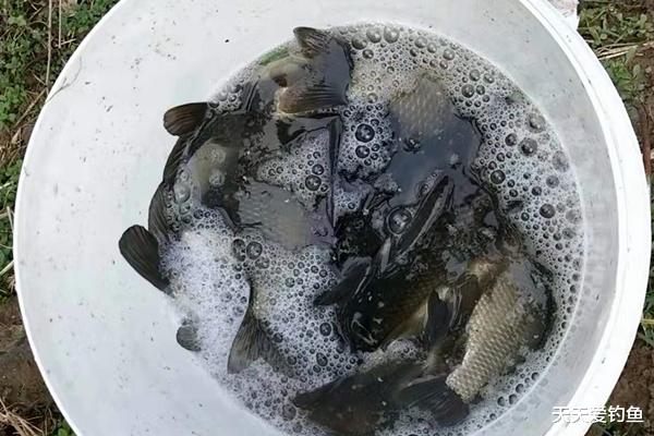 [灵敏度]七星漂钓组的搭配和调漂技巧，野钓鲫鱼最靠谱钓法，钓鱼人必学！