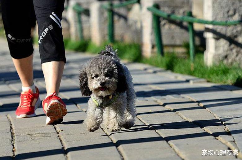 铲屎官遛狗还能伤害狗狗？过度的运动可不是一件好事儿