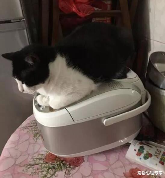 女子下楼去菜场买菜，回家一进厨房，发现气氛有点古怪