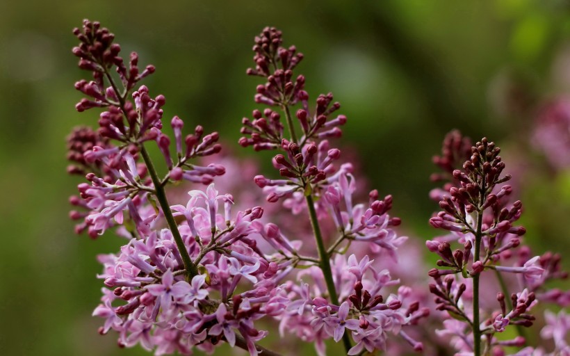 「生肖」7月上旬，桃花艳爱不改，情依然，执子之手续前缘的三大生肖