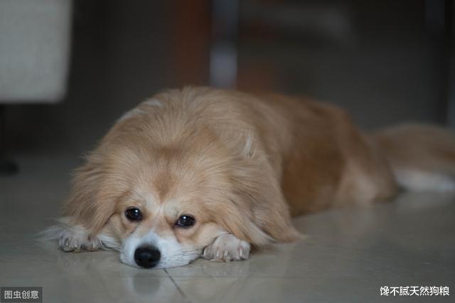 狗狗生病你知道吗？这7个表现，说明你家狗病得很严重