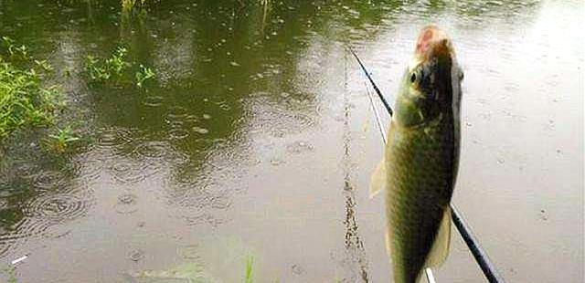 「」温度与钓鱼有啥关系？弄懂这些关键问题，让大鱼咬钩不再难