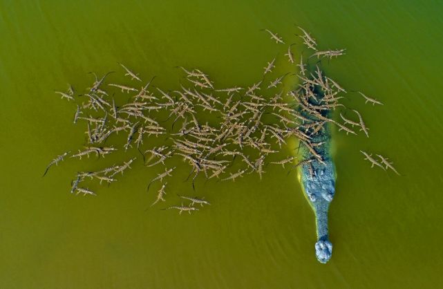 印度鱷“爹王”與數隻雌鱷生崽，載數百隻鱷魚寶寶過江，畫面震撼-圖5