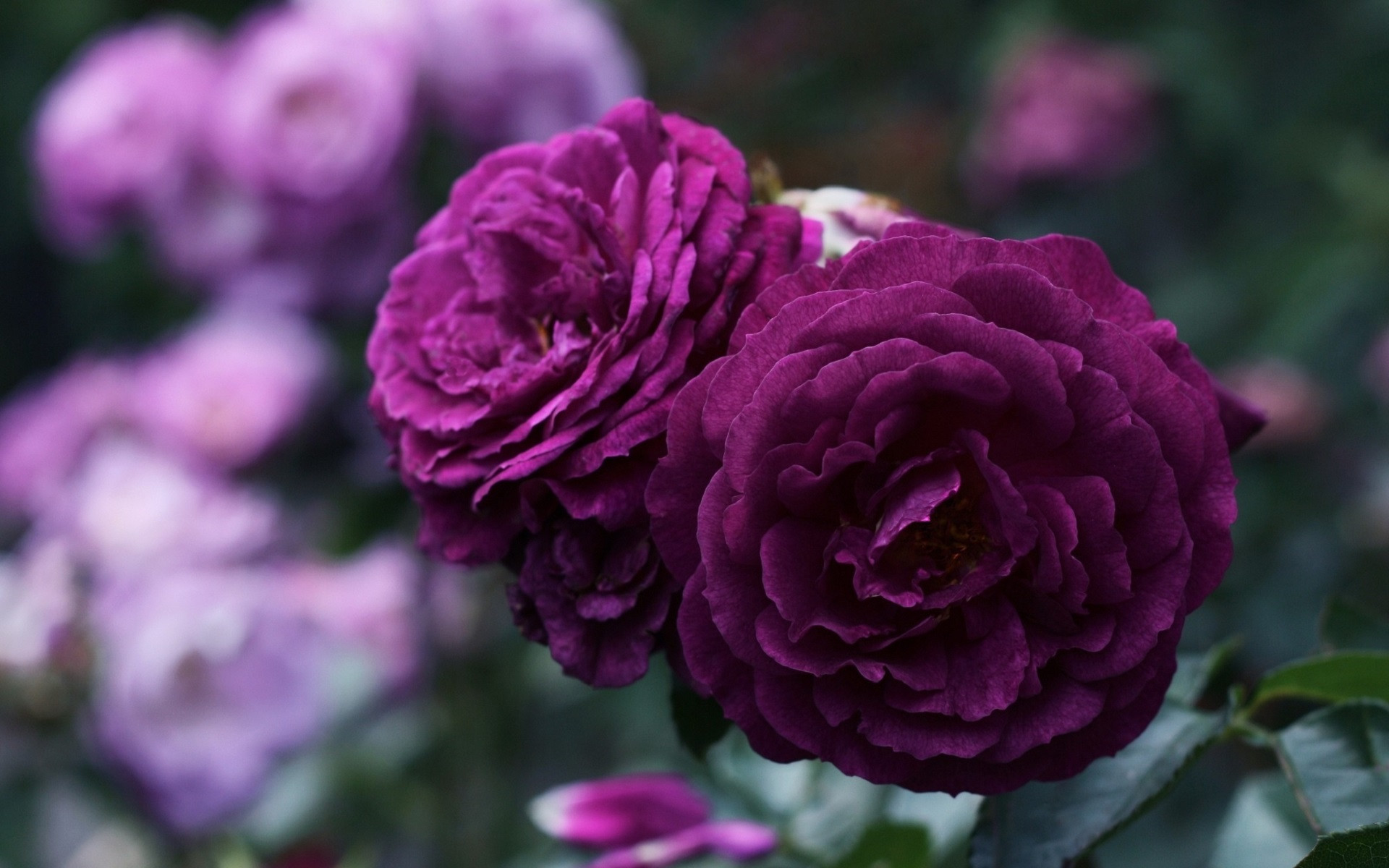 吉星|从9月19日开始，运势旺盛，会福星高照，精彩连连的三大星座