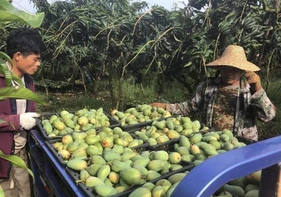 [水果]6万亿订单无人问津！网友：我连自己家的芒果都吃不起，还能吃你的芒果？