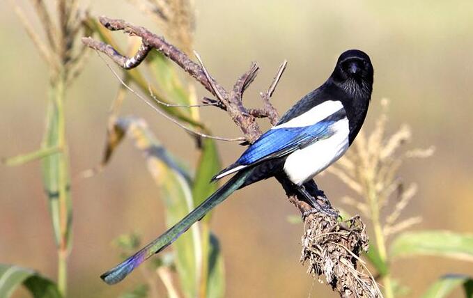 处女座■26-30号,运势上上签,横财一波接一波,福气傍身的生肖