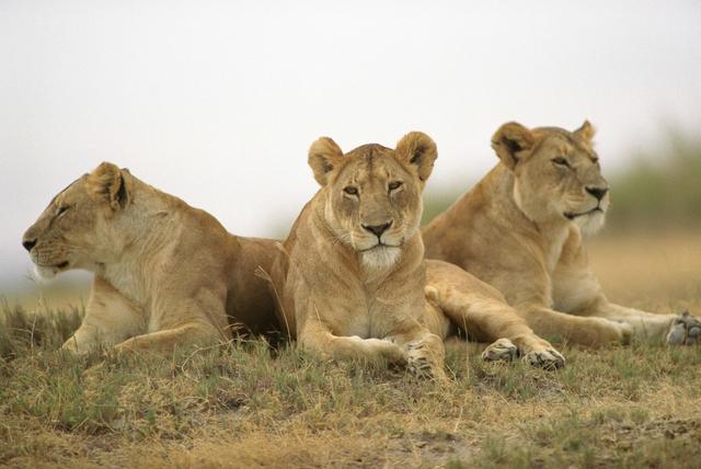『鲨鱼』它身长50公分，却以鲨鱼鲸鱼为食，被称为“海洋流氓”。