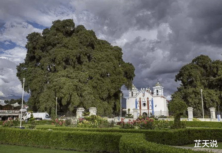 芷天说 世界超大的5棵树木：一棵堪比“摩天大厦”，我国这棵独占8.6亩地