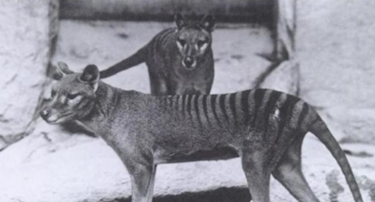 #动物学家#曾被认为已经灭绝的生物，如今正在复活，这意味着什么？