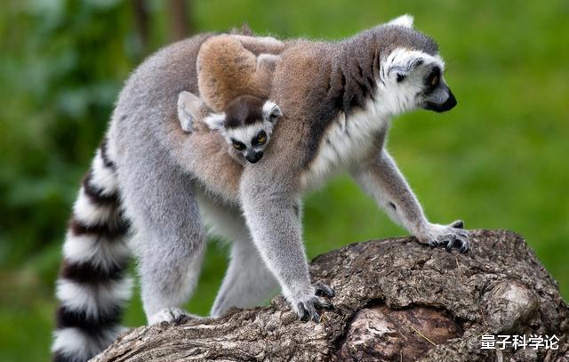 化石:已找到!人类进化链上缺失的重要一环,人类来源问题基本确定