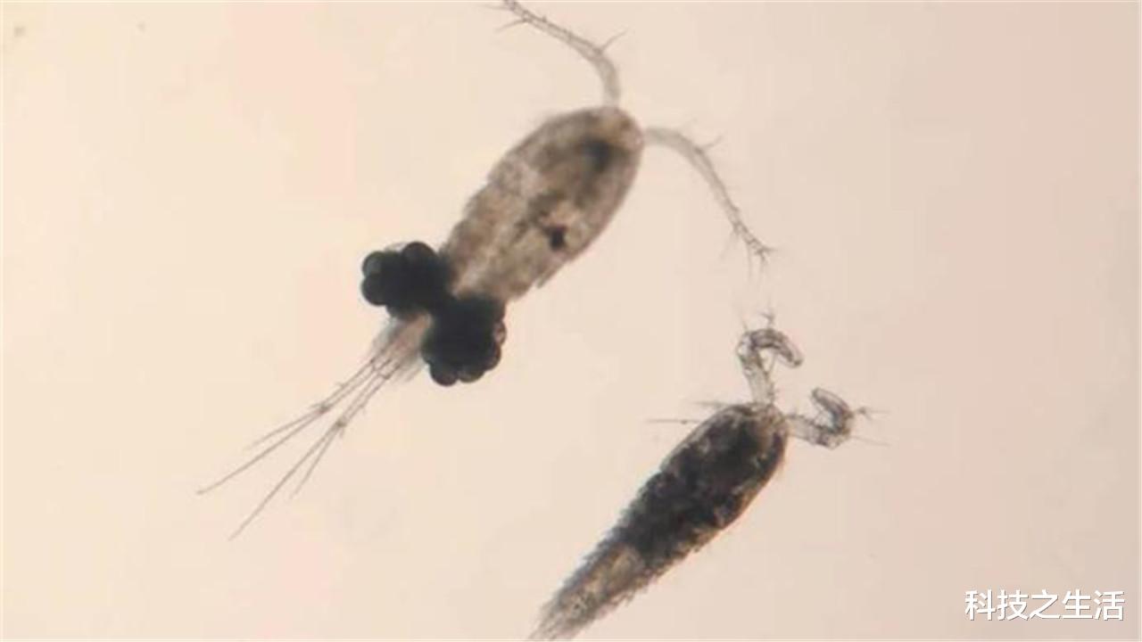 裂头蚴|这些动物不要吃了！这些人有多愚昧，才把寄生虫“请”进身体里！