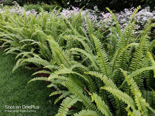 5G|好看就是花瓶？颜值爆表的5G新机大混战