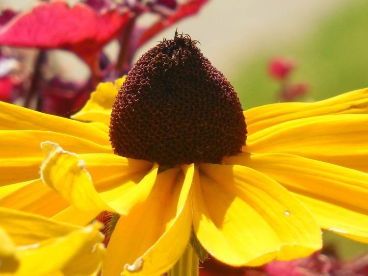生肖|8月开始好运临门，大富大贵，步步高升，福气多多的四大生肖