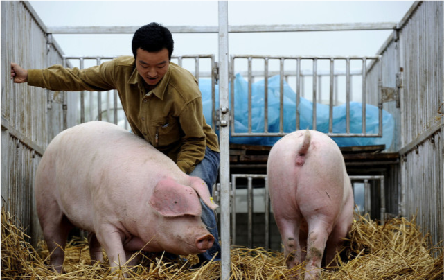 生猪价格|涨红一片！猪价迎来逆势反弹，这轮下跌要结束了？附26日猪价