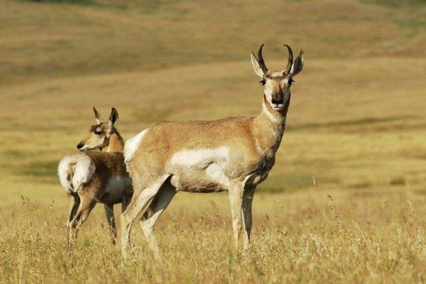 藏羚羊@全球这种动物交配时间最长，一次长达8个小时，而最短的呢？