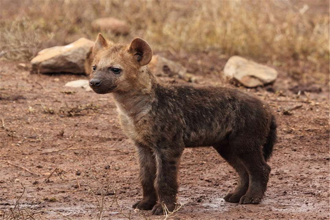 鬣狗|雌性鬣狗为保持地位,长出了“丁丁骨”,这样如何孕育后代?