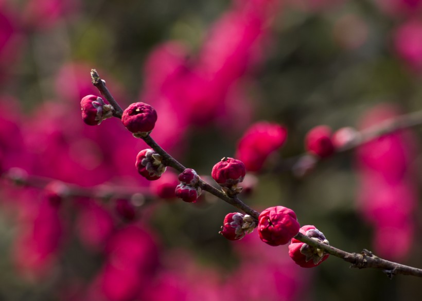 「属马」未来两年大财小财不断来，收入攀升，富贵满门，好运连连的四属相
