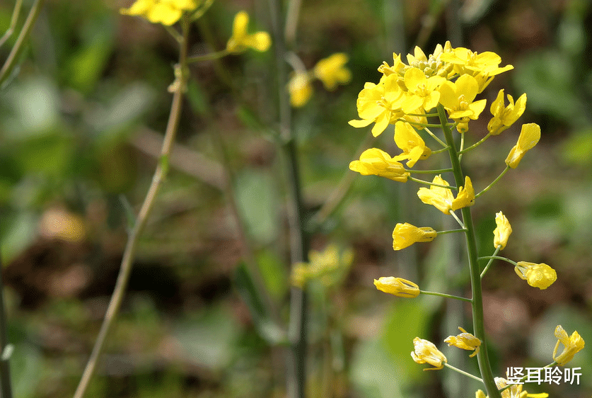 金牛座|对结婚生子最担心，最没有勇气的几个星座，碰到了可要懂她