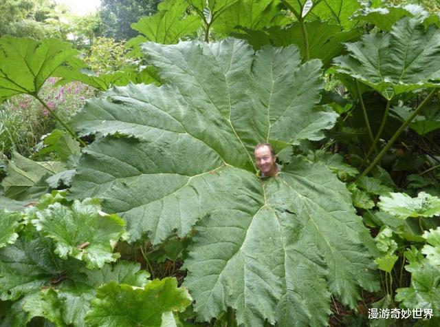 |看了对比图才发现，这些东西居然这么大…