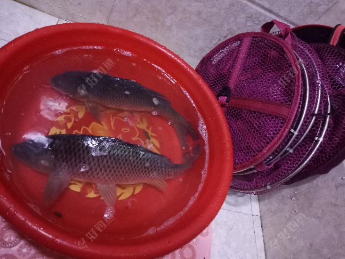 |秋雨，鱼儿欢。夜钓鲤，爆护了