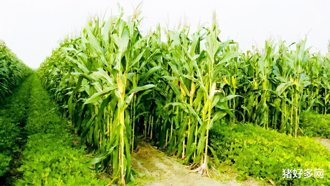 10月29日飼料原料：官方再度回應玉米價格上漲！豆粕提貨面臨考驗-圖2