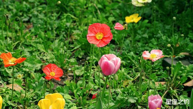 生肖▲在6月中旬，喜从天降，携手挚爱，甜蜜相伴的三大星座