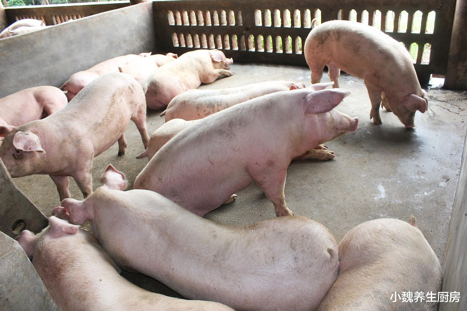 猪肉|猪身上“最脏”的部位,满是寄生虫,白送都不要,一定要丢掉