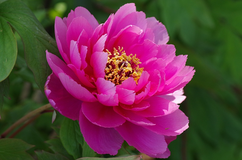 『生肖』3生肖女婚姻凄苦，得不到老公心疼，容易孤独