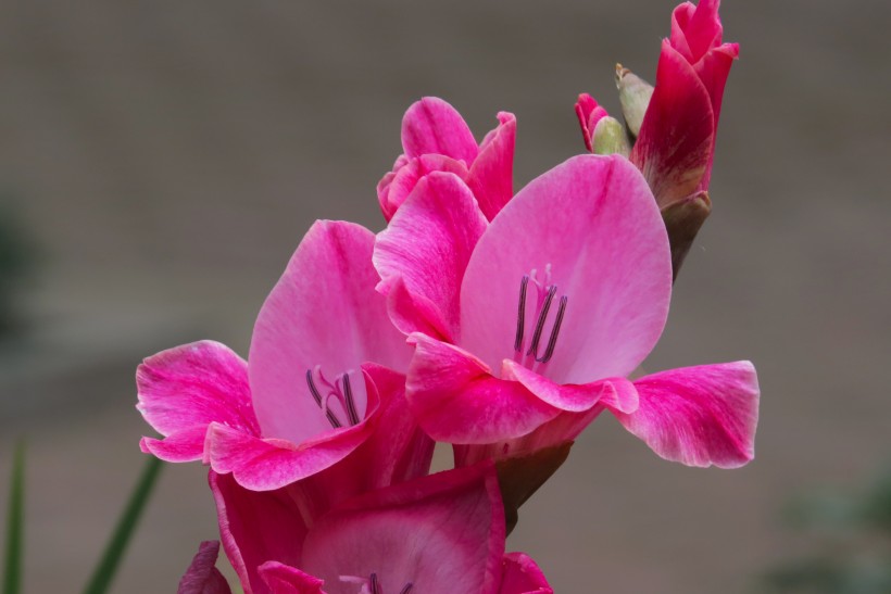 [属马]7月，前任主动靠近，爱得如痴如醉，4生肖姻缘再起，爱火复燃