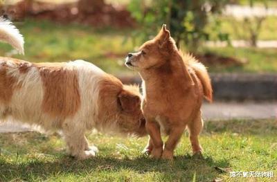 狗狗“讨厌”的六件事，再犯，你们的关系就到头了！