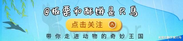 鬣狗|论长相的重要性：非洲二哥鬣狗的强悍实力，全被这一张脸耽误了