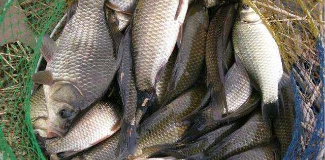 |为啥浅水容易跑鱼？因为这5点你做错了！