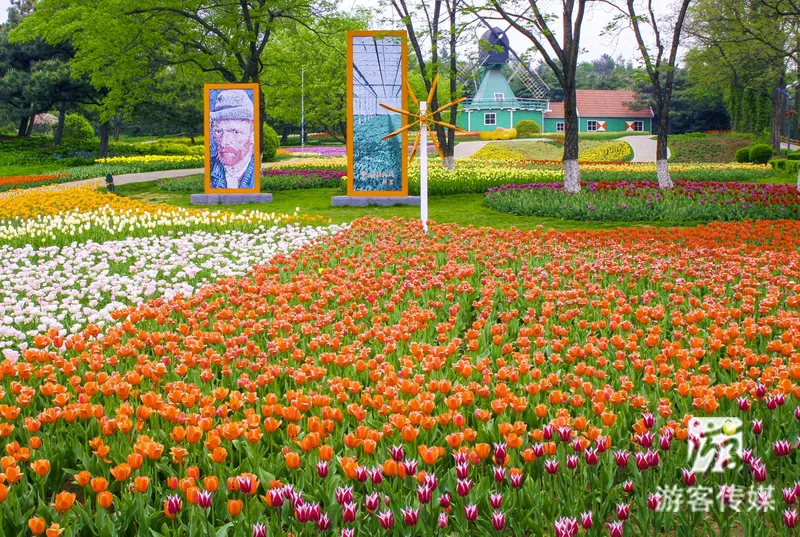 【辽宁省】踏青赏花游丨辽宁多地可赏郁金香　满眼大漂亮