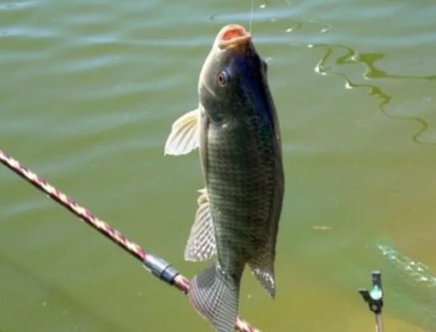 「南唐」从漂相了解鱼儿的吃饵情况，是每一个钓鱼人的必学课程