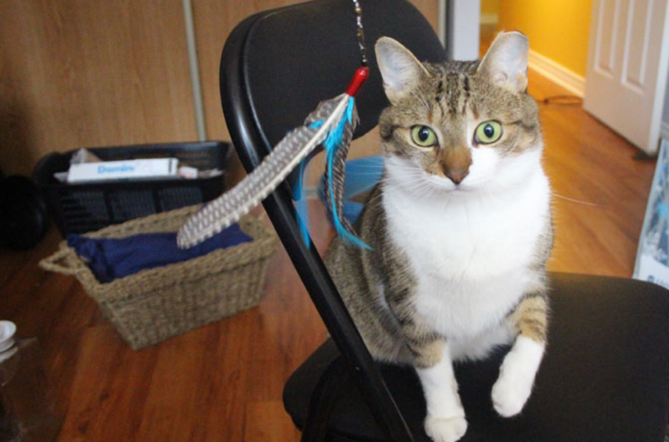 胆小的猫咪如何玩？4样东西轻松让它玩个够，可别让它“上瘾”哦