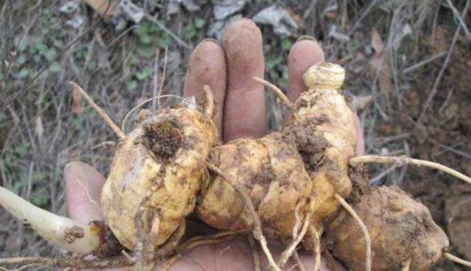 黄精|李时珍称它为“气血双补之王”，除风湿，强筋骨，润心肺，抗衰老