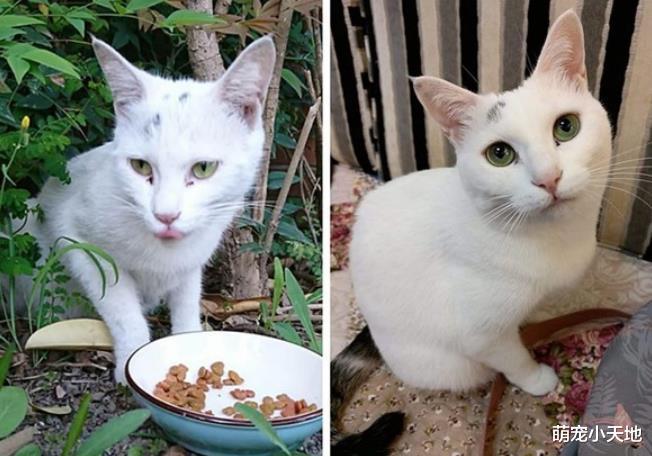 浪猫被欺负没自信，收编蜕变成仙气美猫：爱战胜一切
