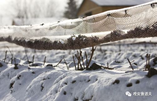 葡萄园：冰酒二三事