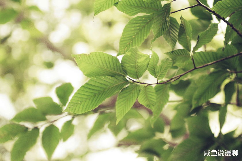 生肖|没有什么本事，还挺骄傲，迟早被孤立的四大生肖