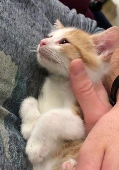 刚领养到的小奶橘，眼神差点骗过所有人