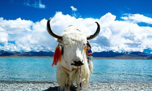 【然乌湖】西藏然乌湖——“尸体堆积在一起的湖”