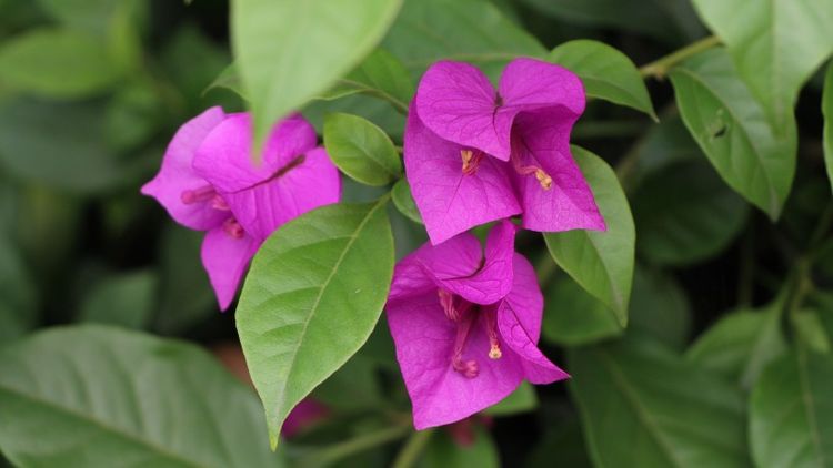 处女座|10月上旬开始，不期而遇又相逢，续写前缘的4大星座