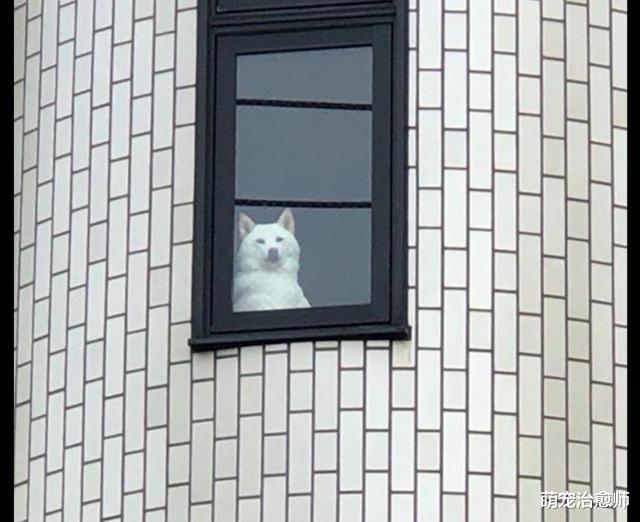 男子偶然救助了只秋田犬，它每天都趴窗边等主人下班，感动又幸福