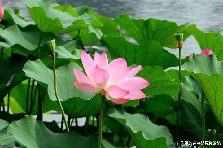 运势|8月发发发,财运红火,3生肖运势全面开花,前途无忧,机遇多多